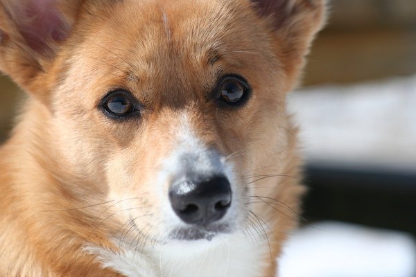 見つめる犬の顔アップ