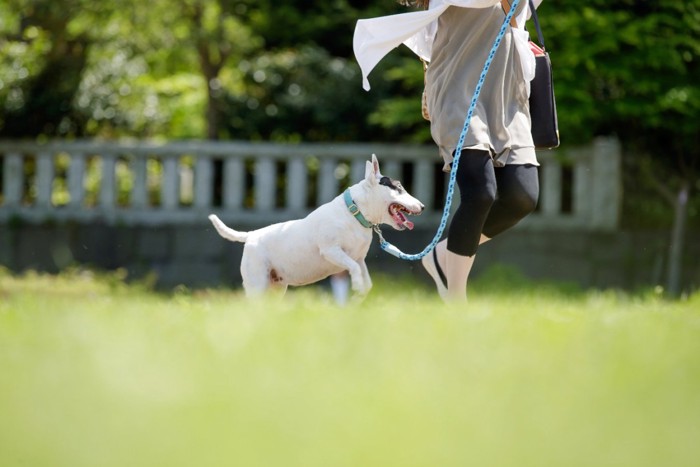 楽しそうに歩く犬