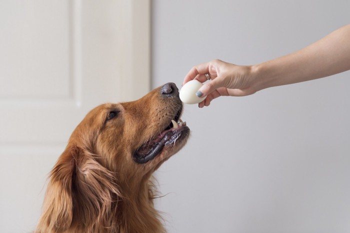 卵を見つめる犬