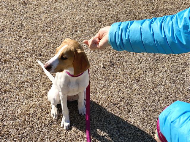 そっぽ向いている犬