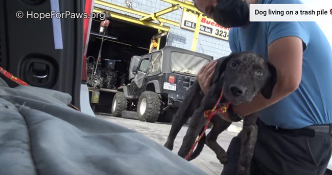 車に抱え上げられる犬