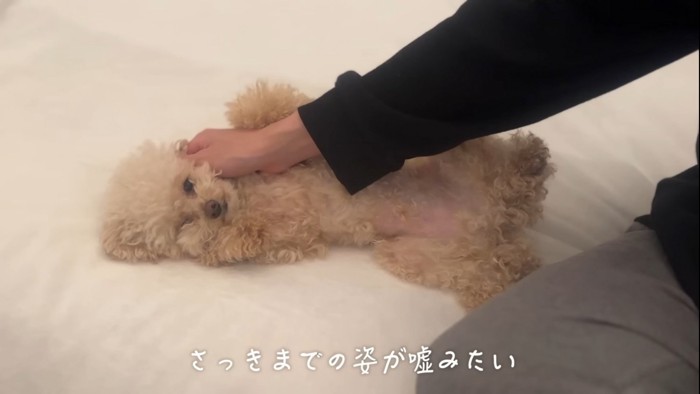 甘える犬