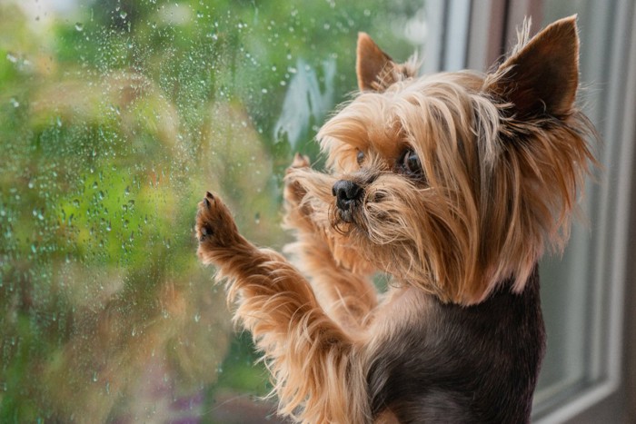 雨の日に窓の外を見る犬