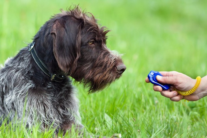 159904853 クリッカートレーニングを受ける成犬