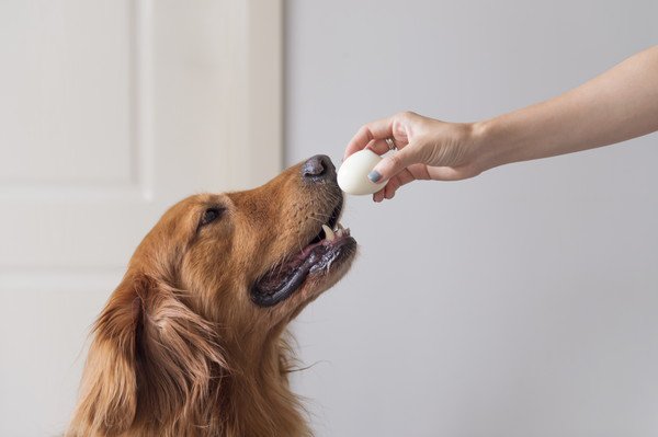 卵を食べようとしている犬