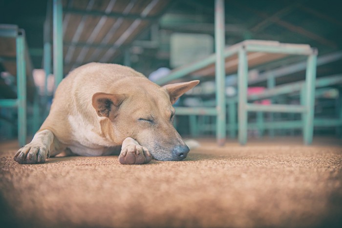 伏せて眠る犬