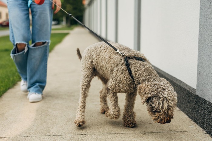 散歩する垂れ耳の茶の犬