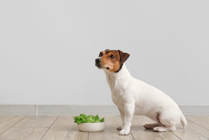 緑の野菜が入ったフードボウルと犬