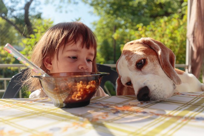 テーブルの上を見つめる犬と見守る女の子