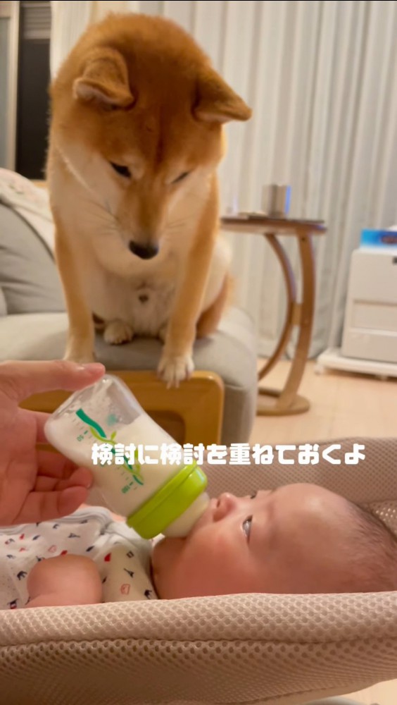 見つめ合う赤ちゃんと犬2