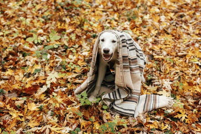 枯葉の上で毛布をかぶって怖そうに吠える犬