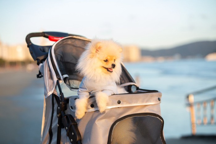 ペットカートに乗る子犬