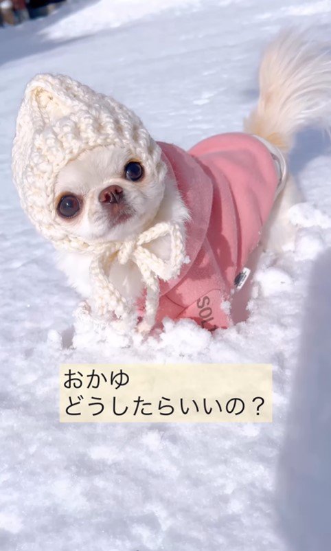 雪に戸惑うおかゆちゃん5