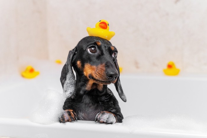 浴槽の中の犬