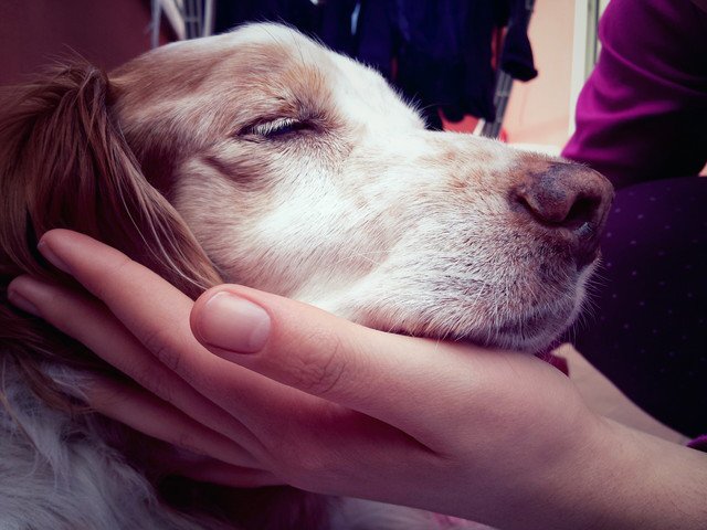 手に顎をのせている犬