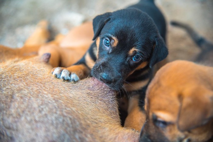 母乳を飲む子犬