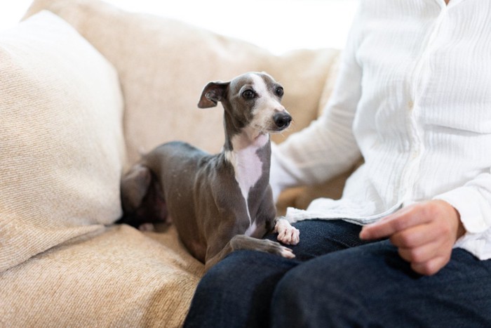 飼い主の膝の上に足を乗せる犬