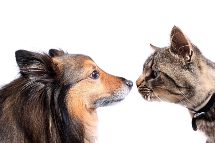 鼻をつき合わせる犬と猫