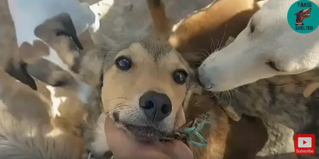 見上げる犬