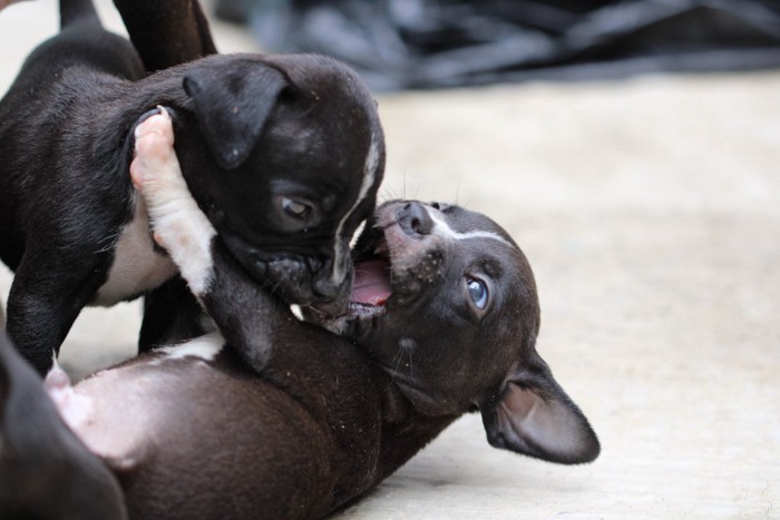 じゃれる2頭の子犬