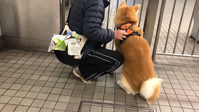 座り込む秋田犬をしゃがんでなでるお父さん