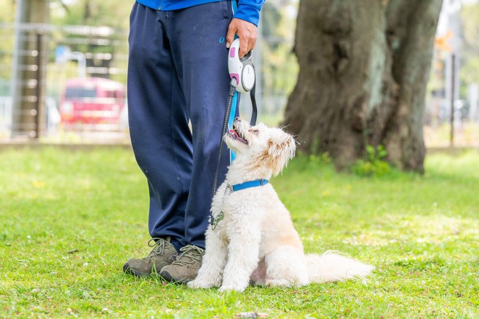 人の横についてアイコンタクトする犬