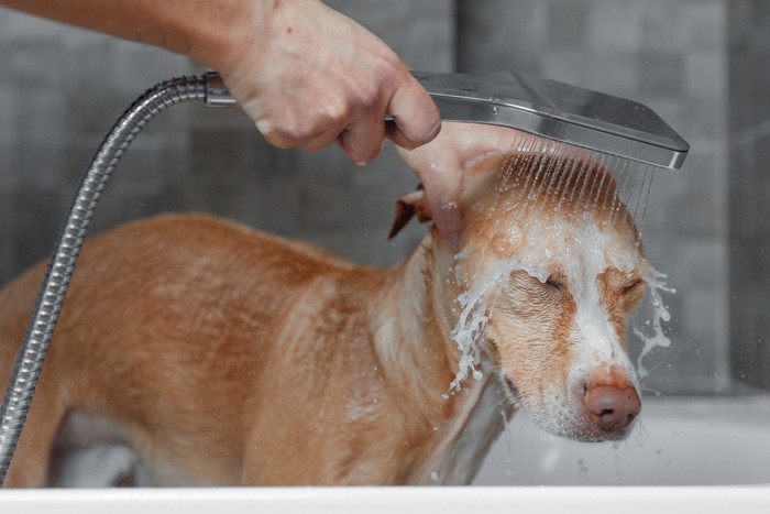 頭にシャワーを当てる犬