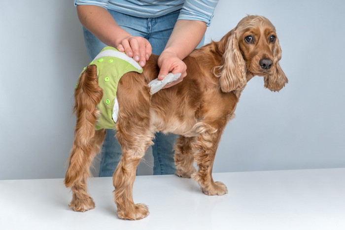 オムツを履かされている犬