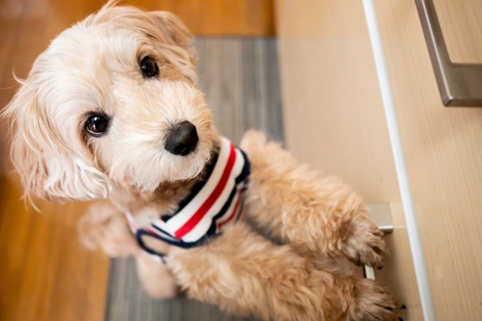 ラックに前足をかけて近寄る犬