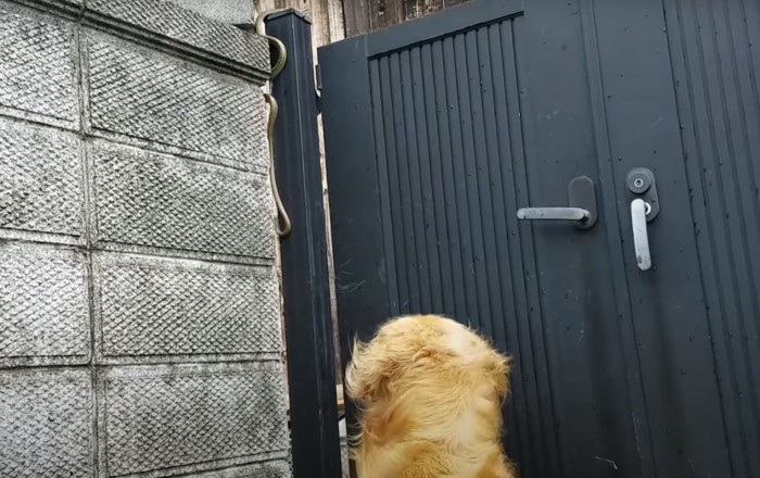 登っていくヘビと門を見る犬