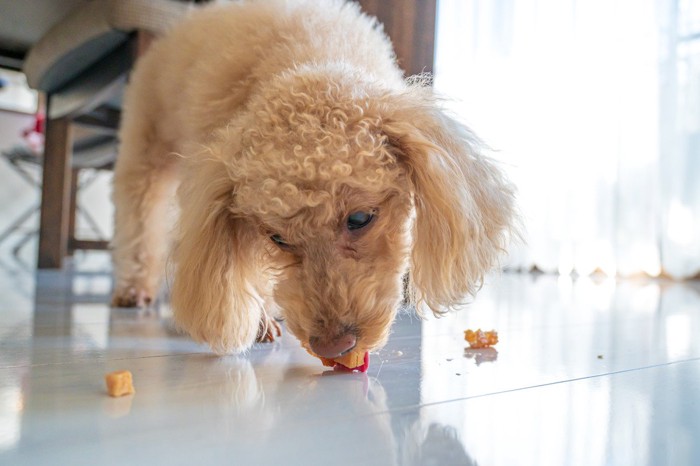 床に転がるおやつを食べる犬