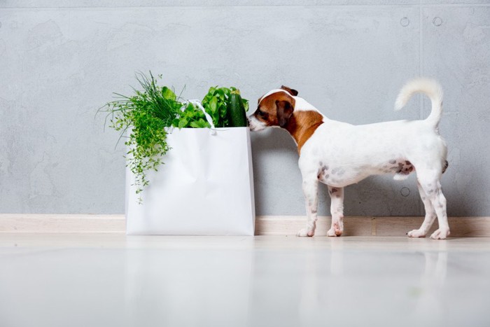 草を食べようとしている犬