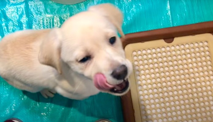 舌を出す子犬