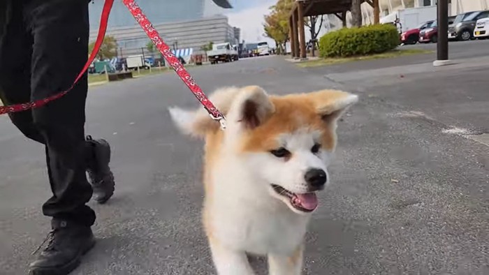 走る飼い主と秋田犬