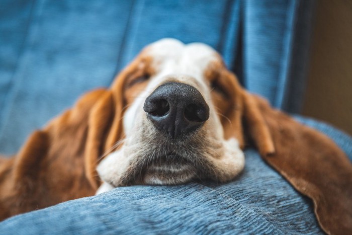 青いソファで眠る犬