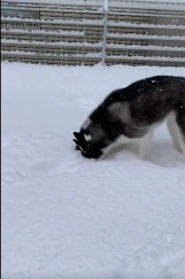 雪に潜る