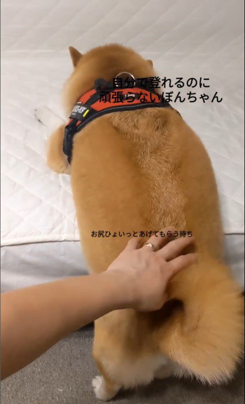 甘えるぼんちゃん3