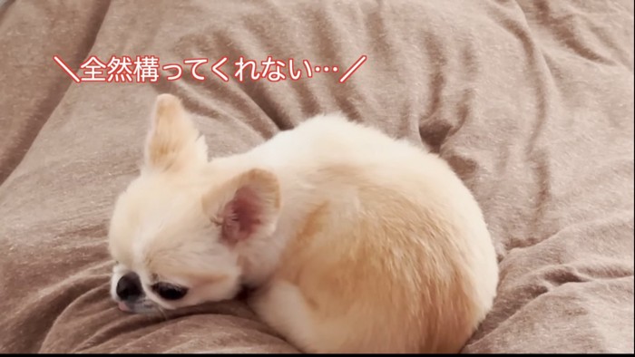 ふてくされる犬