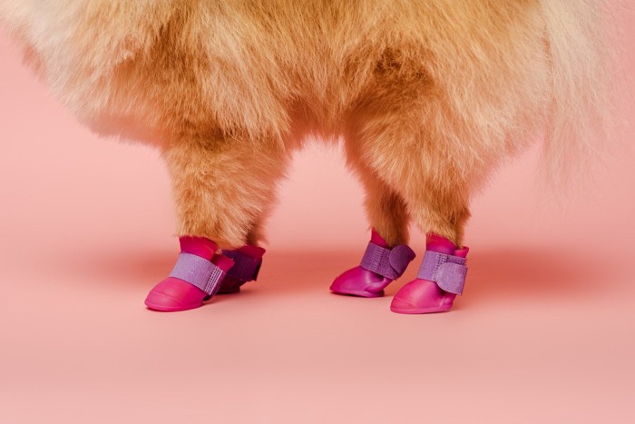 靴を履いた犬の足元、ピンクの背景