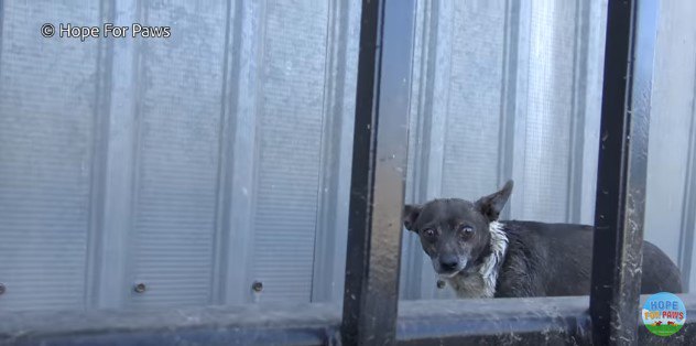 フェンス越しに見つめる犬