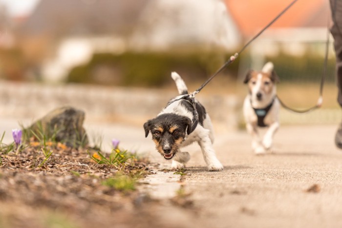 先を急ぐ犬、後から来る犬