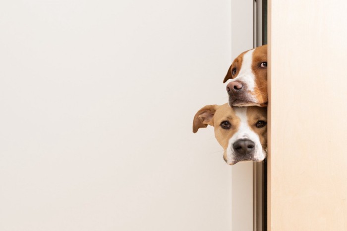 ドアから顔を出す2頭の犬