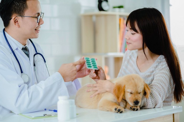 犬の薬について話す獣医師と飼い主