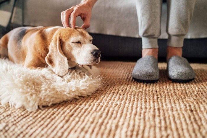 頭を撫でられている犬