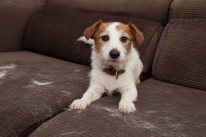 ソファーに犬と抜け毛