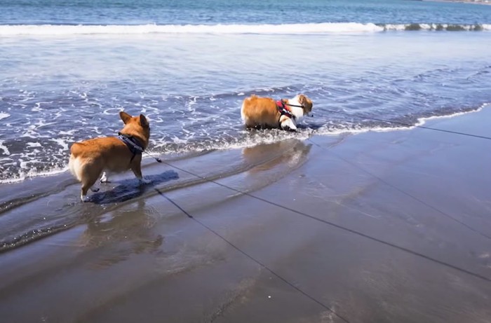 海辺を歩く犬達