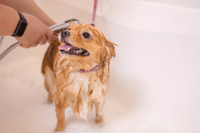 シャンプーしてもらう犬