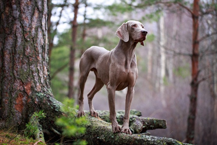 自然の中の犬