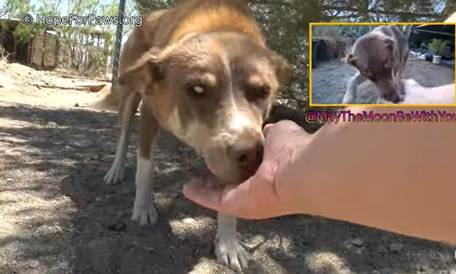 あいさつする母犬