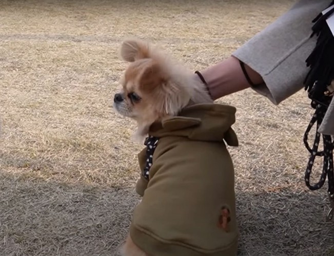 飼い主のそばにいる犬